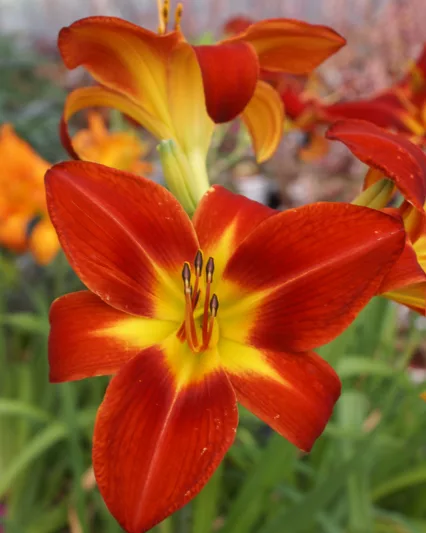 Hemerocallis Baja, Daylily Baja, Day Lily Baja, Baja Daylily, daylilies, Daylily, Day Lilies, Red flowers, Red day lily, Red Daylily, Midseason Daylilies