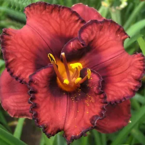 Hemerocallis Berrylicious, Daylily Berrylicious, Day Lily Berrylicious, Berrylicious Daylily, daylilies, Daylily, Day Lilies, Red flowers, Red day lily, Red Daylily, Midseason Daylilies, Reblooming Daylilies