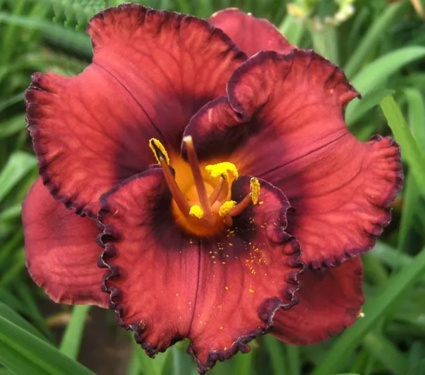 Hemerocallis Berrylicious, Daylily Berrylicious, Day Lily Berrylicious, Berrylicious Daylily, daylilies, Daylily, Day Lilies, Red flowers, Red day lily, Red Daylily, Midseason Daylilies, Reblooming Daylilies