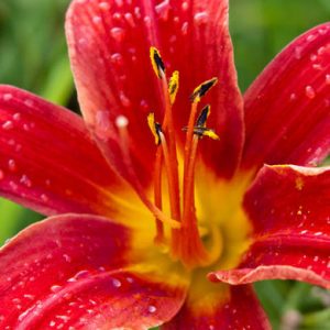 Hemerocallis 'Bess Ross', Daylily 'Bess Ross', Day Lily 'Bess Ross', 'Bess Ross' Daylily, daylilies, Daylily, Day Lilies, Red flowers, Red day lily, Red Daylily, Midseason Daylilies, Red Hemerocallis