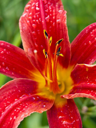 Hemerocallis 'Bess Ross', Daylily 'Bess Ross', Day Lily 'Bess Ross', 'Bess Ross' Daylily, daylilies, Daylily, Day Lilies, Red flowers, Red day lily, Red Daylily, Midseason Daylilies, Red Hemerocallis