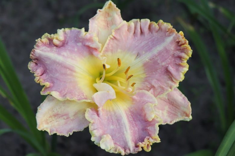 Hemerocallis Bestseller, Daylily Bestseller, Day Lily Bestseller, Bestseller Daylily, daylilies, Daylily, Day Lilies, Lavender flowers, Lavender day lily, Lavender Daylily, Midseason Daylilies, Semi-evergreen Daylilies