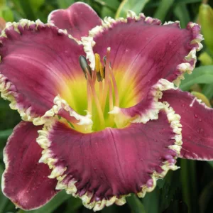 Hemerocallis Bettylen, Daylily Bettylen, Day Lily Bettylen, Bettylen Daylily, daylilies, Daylily, Day Lilies, Purple flowers, Purple day lily, Purple Daylily, Midseason Daylilies, Reblooming Daylilies