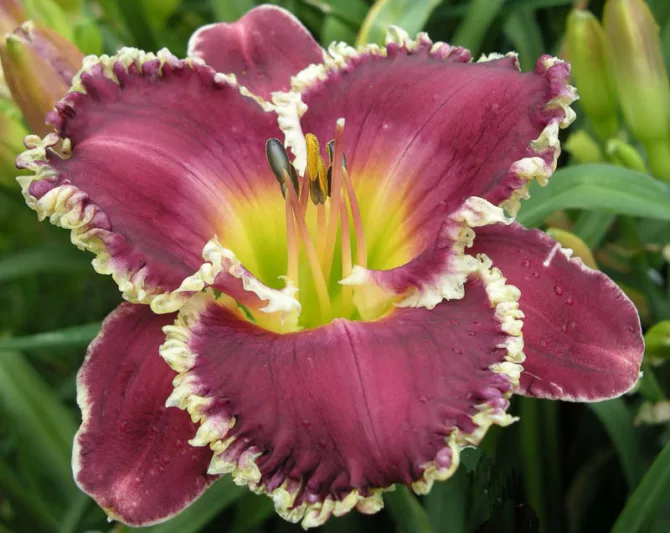 Hemerocallis Bettylen, Daylily Bettylen, Day Lily Bettylen, Bettylen Daylily, daylilies, Daylily, Day Lilies, Purple flowers, Purple day lily, Purple Daylily, Midseason Daylilies, Reblooming Daylilies
