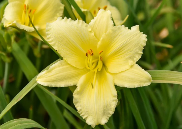 Hemerocallis Big Time Happy, Daylily Big Time Happy, Day Lily Big Time Happy, Big Time Happy Daylily, daylilies, Daylily, Day Lilies, Yellow flowers, Yellow day lily, Yellow Daylily, Early Season Daylilies, Reblooming Daylilies