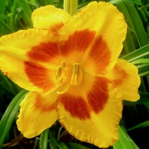 Hemerocallis Blackberry Sherbert, Daylily Blackberry Sherbert, Day Lily Blackberry Sherbert, Blackberry Sherbert Daylily, daylilies, Daylily, Day Lilies, Yellow flowers, Yellow day lily, Yellow Daylily, Midseason Daylilies, Reblooming Daylilies