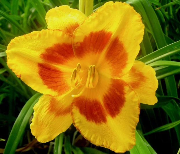 Hemerocallis Blackberry Sherbert, Daylily Blackberry Sherbert, Day Lily Blackberry Sherbert, Blackberry Sherbert Daylily, daylilies, Daylily, Day Lilies, Yellow flowers, Yellow day lily, Yellow Daylily, Midseason Daylilies, Reblooming Daylilies