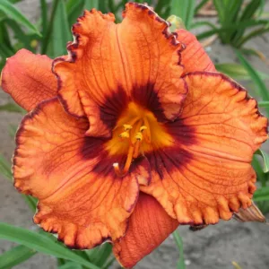 Hemerocallis Blaze of Glory, Daylily Blaze of Glory, Day Lily Blaze of Glory, Blaze of Glory Daylily, daylilies, Daylily, Day Lilies, Orange flowers, Orange day lily, Orange Daylily, Late Season Daylilies, Reblooming Daylilies