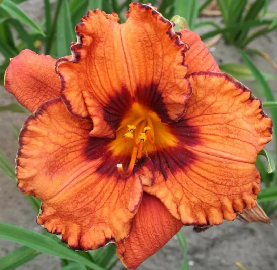Hemerocallis Blaze of Glory, Daylily Blaze of Glory, Day Lily Blaze of Glory, Blaze of Glory Daylily, daylilies, Daylily, Day Lilies, Orange flowers, Orange day lily, Orange Daylily, Late Season Daylilies, Reblooming Daylilies