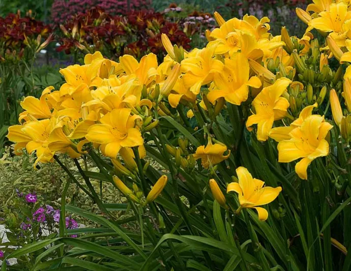Hemerocallis Buttered Popcorn, Daylily Buttered Popcorn, Day Lily Buttered Popcorn, Buttered Popcorn Daylily, daylilies, Daylily, Day Lilies, Yellow flowers, Yellow day lily, Yellow Daylily, Midseason Daylilies