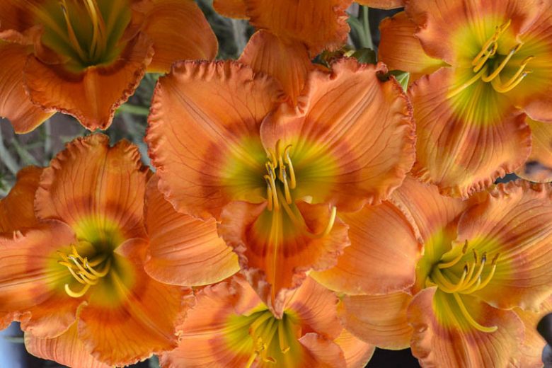 Hemerocallis Centerton One, Daylily Centerton One, Day Lily Centerton One, Centerton One Daylily, daylilies, Daylily, Day Lilies, Orange flowers, Orange day lily, Orange Daylily, Early Season Daylilies, Reblooming Daylilies