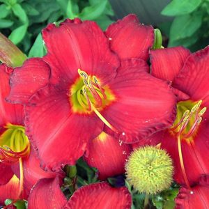 Hemerocallis 'Chicago Apache', Daylily 'Chicago Apache', Day Lily 'Chicago Apache', Chicago Apache' Daylily, daylilies, Daylily, Day Lilies, Red flowers, Red day lily, Red Daylily, Hemerocallidaceae, perennial, plant