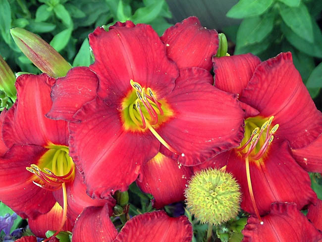 Hemerocallis 'Chicago Apache', Daylily 'Chicago Apache', Day Lily 'Chicago Apache', Chicago Apache' Daylily, daylilies, Daylily, Day Lilies, Red flowers, Red day lily, Red Daylily, Hemerocallidaceae, perennial, plant