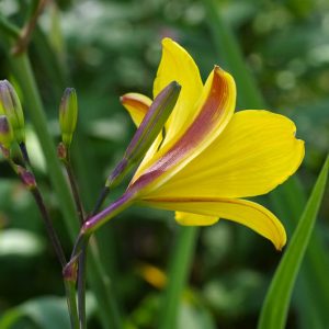 Hemerocallis Corky, Daylily Corky, Day Lily Corky, Corky Daylily, daylilies, Daylily, Day Lilies, Yellow flowers, Yellow day lily, Yellow Daylily, Midseason Daylilies
