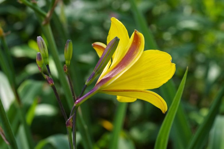 Hemerocallis Corky, Daylily Corky, Day Lily Corky, Corky Daylily, daylilies, Daylily, Day Lilies, Yellow flowers, Yellow day lily, Yellow Daylily, Midseason Daylilies