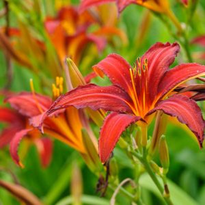 Hemerocallis 'Crimson Pirate', Daylily 'Crimson Pirate', Day Lily 'Crimson Pirate', 'Crimson Pirate' Daylily, daylilies, Daylily, Day Lilies, Spider Daylilies, Spider Daylily, Red flowers, Red day lily, Red Daylily, Hemerocallidaceae, perennial, plant
