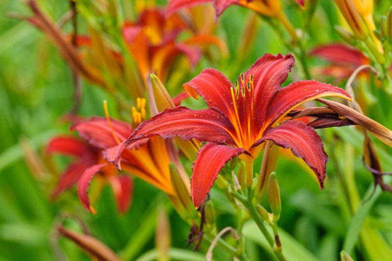 Hemerocallis 'Crimson Pirate', Daylily 'Crimson Pirate', Day Lily 'Crimson Pirate', 'Crimson Pirate' Daylily, daylilies, Daylily, Day Lilies, Spider Daylilies, Spider Daylily, Red flowers, Red day lily, Red Daylily, Hemerocallidaceae, perennial, plant