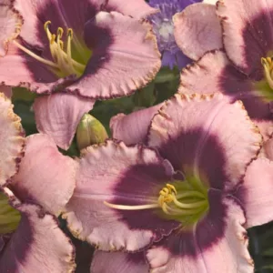 Hemerocallis 'Daring Deception', Daylily 'Daring Deception', Day Lily 'Daring Deception', 'Daring Deception' Daylily, Reblooming Daylily, daylilies, Daylily, Day Lilies, bicolor flowers, bicolor day lily, bicolor Daylily, Hemerocallidaceae, perennial, pla
