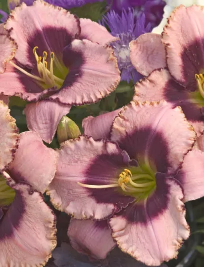 Hemerocallis 'Daring Deception', Daylily 'Daring Deception', Day Lily 'Daring Deception', 'Daring Deception' Daylily, Reblooming Daylily, daylilies, Daylily, Day Lilies, bicolor flowers, bicolor day lily, bicolor Daylily, Hemerocallidaceae, perennial, pla