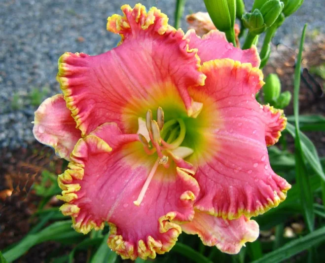 Hemerocallis Diva's Choice, Daylily Diva's Choice, Day Lily Diva's Choice, Diva's Choice Daylily, daylilies, Daylily, Day Lilies, Pink flowers, Pink day lily, Pink Daylily, Midseason Daylilies, Reblooming Daylilies