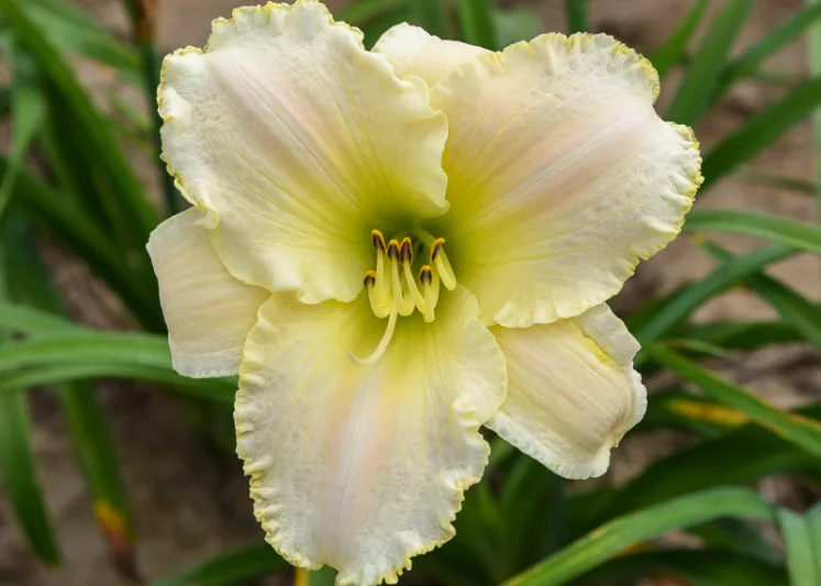 Hemerocallis Early Snow, Daylily Early Snow, Day Lily Early Snow, Early Snow Daylily, daylilies, Daylily, Day Lilies, White flowers, White day lily, White Daylily, Early Season Daylilies, Reblooming Daylilies