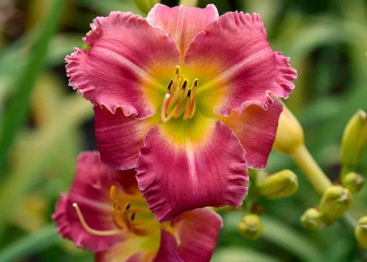 Hemerocallis Endless Heart, Daylily Endless Heart, Day Lily Endless Heart, Endless Heart Daylily, daylilies, Daylily, Day Lilies, Pink flowers, Pink day lily, Pink Daylily, Early Season Daylilies, Reblooming Daylilies