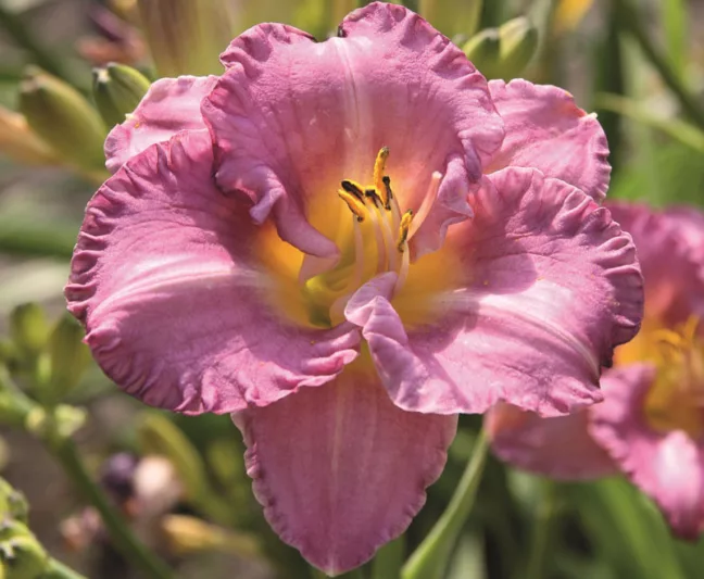 Hemerocallis Entrapment, Daylily Entrapment, Day Lily Entrapment, Entrapment Daylily, daylilies, Daylily, Day Lilies, Lavender flowers, Lavender day lily, Lavender Daylily, Midseason Daylilies, Semi-evergreen Daylilies, Reblooming Daylilies