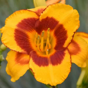 Hemerocallis 'Fooled Me', Daylily 'Fooled Me', Day Lily 'Fooled Me', 'Fooled Me' Daylily, daylilies, Daylily, Day Lilies, Bicolor flowers, Bicolor  day lily, Bicolor  Daylily, Hemerocallidaceae, perennial, plant