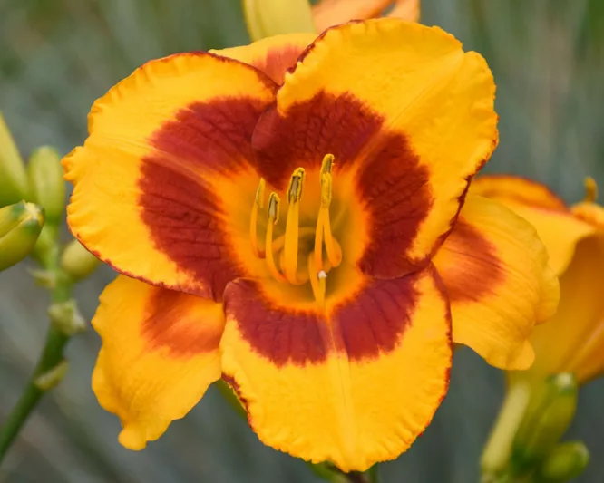 Hemerocallis 'Fooled Me', Daylily 'Fooled Me', Day Lily 'Fooled Me', 'Fooled Me' Daylily, daylilies, Daylily, Day Lilies, Bicolor flowers, Bicolor  day lily, Bicolor  Daylily, Hemerocallidaceae, perennial, plant