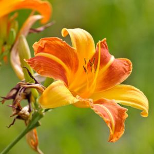Hemerocallis 'Frans Hals', Daylily 'Frans Hals', Day Lily 'Frans Hals', 'Frans Hals' Daylily, daylilies, Daylily, Day Lilies, Red flowers, Orange day lily, Orange Daylily, Hemerocallidaceae, perennial, plant