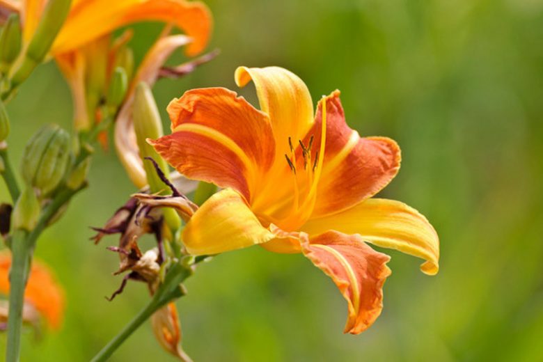 Hemerocallis 'Frans Hals', Daylily 'Frans Hals', Day Lily 'Frans Hals', 'Frans Hals' Daylily, daylilies, Daylily, Day Lilies, Red flowers, Orange day lily, Orange Daylily, Hemerocallidaceae, perennial, plant