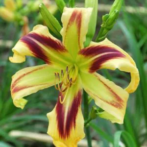 Hemerocallis 'Free Wheelin', Daylily 'Free Wheelin', Day Lily 'Free Wheelin', 'Free Wheelin' Daylily, Reblooming Daylily, daylilies, Daylily, Day Lilies, bicolor flowers, bicolor day lily, bicolor Daylily, Hemerocallidaceae, perennial, plant