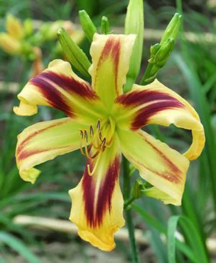 Hemerocallis 'Free Wheelin', Daylily 'Free Wheelin', Day Lily 'Free Wheelin', 'Free Wheelin' Daylily, Reblooming Daylily, daylilies, Daylily, Day Lilies, bicolor flowers, bicolor day lily, bicolor Daylily, Hemerocallidaceae, perennial, plant