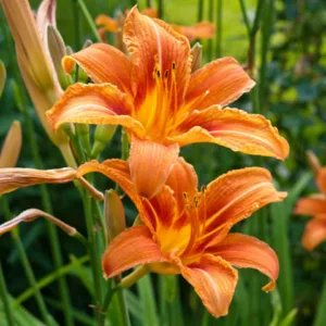 Hemerocallis Fulva, Tawny Daylily, Orange Daylily, Tiger Daylily, Ditch Lily, daylilies, Daylily, Day Lilies, Orange flowers, Orange day lily, Orange Daylily, Hemerocallidaceae, perennial, plant