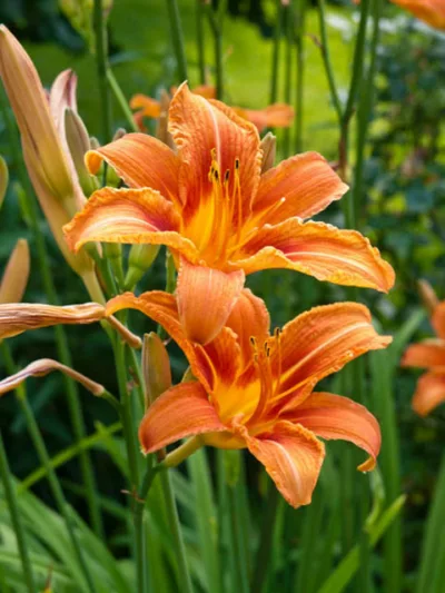 Hemerocallis Fulva, Tawny Daylily, Orange Daylily, Tiger Daylily, Ditch Lily, daylilies, Daylily, Day Lilies, Orange flowers, Orange day lily, Orange Daylily, Hemerocallidaceae, perennial, plant