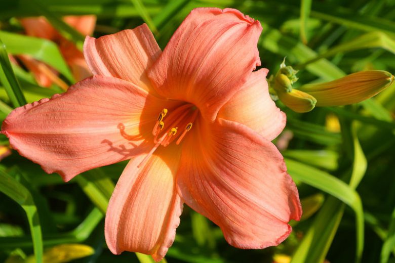 Hemerocallis Hall's Pink, Daylily Hall's Pink, Day Lily Hall's Pink, Hall's Pink Daylily, daylilies, Daylily, Day Lilies, Pink flowers, Pink day lily, Pink Daylily, Midseason Daylilies