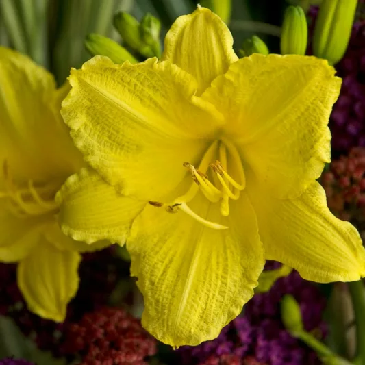 Hemerocallis 'Happy Returns', Daylily 'Happy Returns', Day Lily 'Happy Returns', 'Happy Returns' Daylily, daylilies, Daylily, Day Lilies, Yellow flowers, Yellow day lily, Yellow Daylily, Hemerocallidaceae, perennial, plant