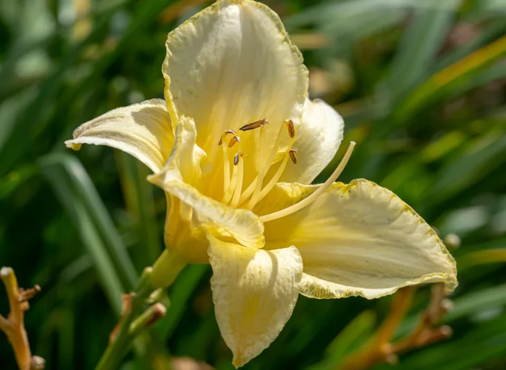 Ice Carnival, Daylily Ice Carnival, Day Lily Ice Carnival, Ice Carnival Daylily, daylilies, Daylily, Day Lilies, White flowers, White day lily, White Daylily, Midseason Daylilies, Reblooming Daylilies