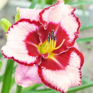 Hemerocallis Lies and Lipstick, Daylily Lies and Lipstick, Day Lily Lies and Lipstick, Lies and Lipstick Daylily, daylilies, Daylily, Day Lilies, Pink flowers, Pink day lily, Pink Daylily, Midseason Daylilies, Reblooming Daylilies