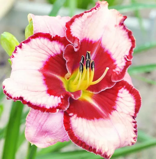 Hemerocallis Lies and Lipstick, Daylily Lies and Lipstick, Day Lily Lies and Lipstick, Lies and Lipstick Daylily, daylilies, Daylily, Day Lilies, Pink flowers, Pink day lily, Pink Daylily, Midseason Daylilies, Reblooming Daylilies
