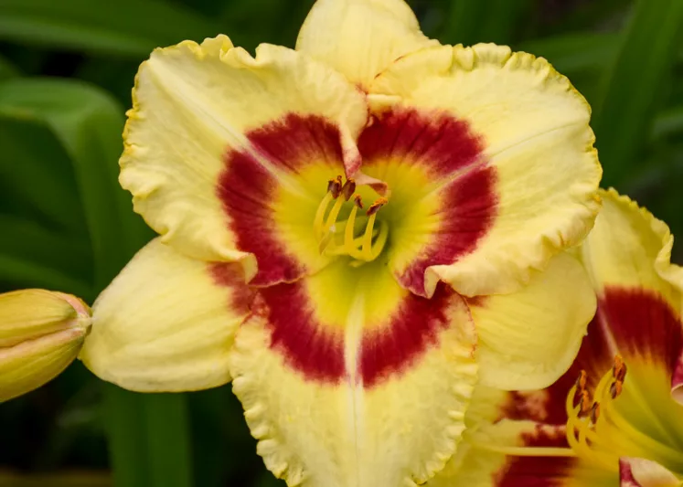 Hemerocallis Monterrey Jack, Daylily Monterrey Jack, Day Lily Monterrey Jack, Monterrey Jack Daylily, daylilies, Daylily, Day Lilies, Yellow flowers, Yellow day lily, Yellow Daylily, Early Season Daylilies