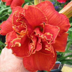 Hemerocallis Moses' Fire, Daylily Moses' Fire, Day Lily Moses' Fire, Moses' Fire Daylily, daylilies, Daylily, Day Lilies, Red flowers, Red day lily, Red Daylily, Midseason Daylilies, Reblooming Daylilies