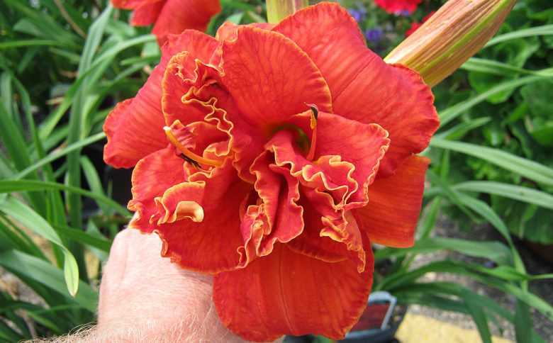 Hemerocallis Moses' Fire, Daylily Moses' Fire, Day Lily Moses' Fire, Moses' Fire Daylily, daylilies, Daylily, Day Lilies, Red flowers, Red day lily, Red Daylily, Midseason Daylilies, Reblooming Daylilies