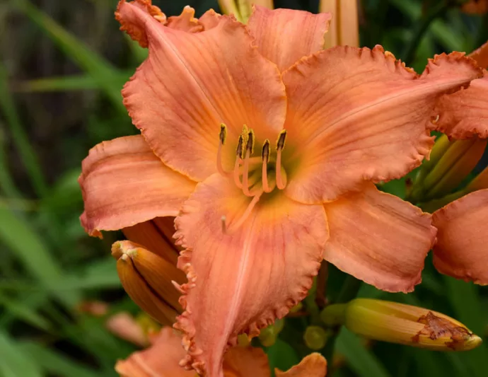Hemerocallis New Tangerine Twist, Daylily New Tangerine Twist, Day Lily New Tangerine Twist, New Tangerine Twist Daylily, daylilies, Daylily, Day Lilies, Orange flowers, Orange day lily, Orange Daylily, Midseason Daylilies