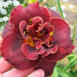 Hemerocallis Night Embers, Daylily Night Embers, Day Lily Night Embers, Night Embers Daylily, daylilies, Daylily, Day Lilies, Red flowers, Red day lily, Red Daylily, Midseason Daylilies, Reblooming Daylilies