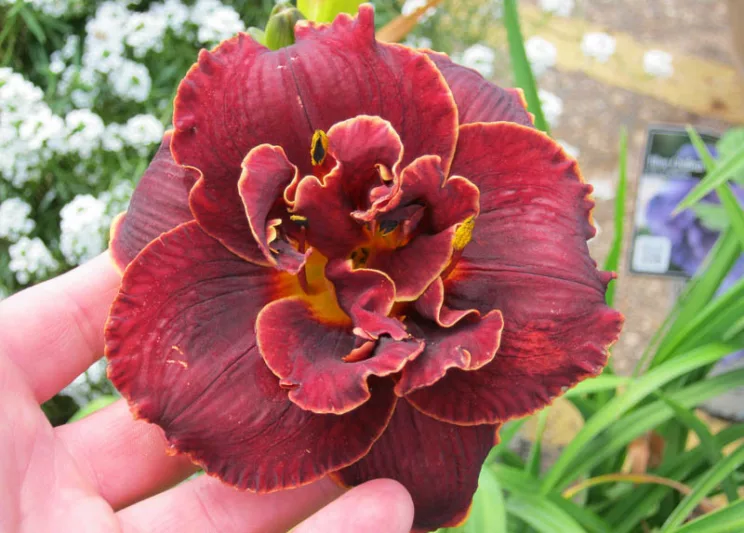 Hemerocallis Night Embers, Daylily Night Embers, Day Lily Night Embers, Night Embers Daylily, daylilies, Daylily, Day Lilies, Red flowers, Red day lily, Red Daylily, Midseason Daylilies, Reblooming Daylilies