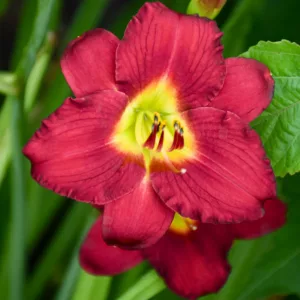 Hemerocallis 'Pardon Me', Daylily 'Pardon Me', Day Lily 'Pardon Me', 'Pardon Me' Daylily, daylilies, Daylily, Day Lilies, Red flowers, Red day lily, Red Daylily, Hemerocallidaceae, perennial, plant