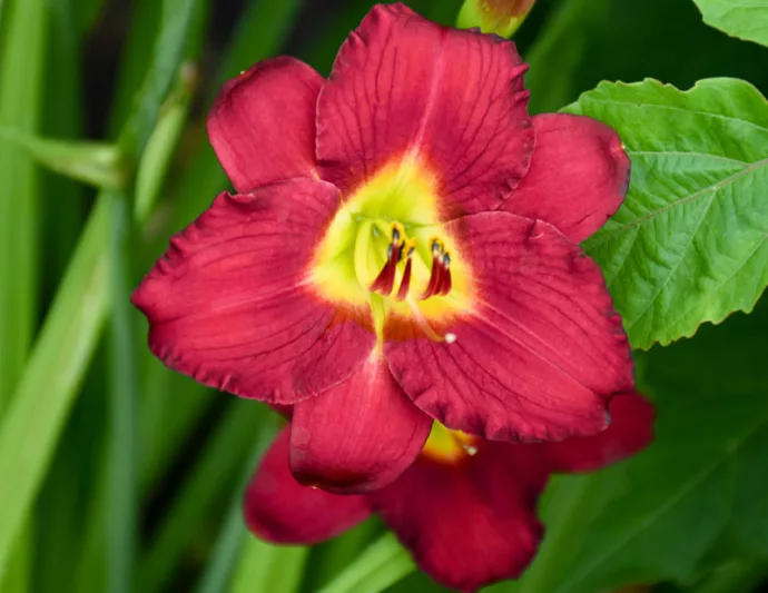 Hemerocallis 'Pardon Me', Daylily 'Pardon Me', Day Lily 'Pardon Me', 'Pardon Me' Daylily, daylilies, Daylily, Day Lilies, Red flowers, Red day lily, Red Daylily, Hemerocallidaceae, perennial, plant