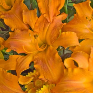 Hemerocallis 'Primal Scream', Daylily 'Primal Scream', Day Lily 'Primal Scream', 'Primal Scream' Daylily, daylilies, Daylily, Day Lilies, Orange flowers, Orange day lily, Orange Daylily, Hemerocallidaceae, perennial, plant