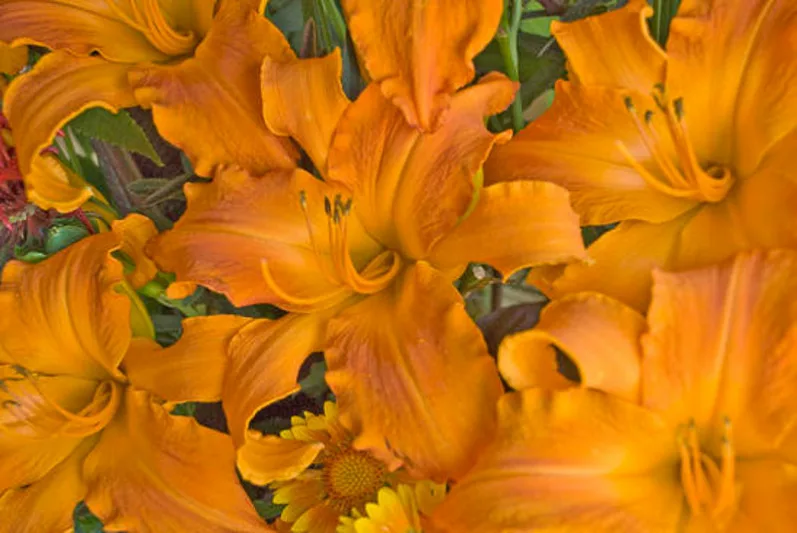 Hemerocallis 'Primal Scream', Daylily 'Primal Scream', Day Lily 'Primal Scream', 'Primal Scream' Daylily, daylilies, Daylily, Day Lilies, Orange flowers, Orange day lily, Orange Daylily, Hemerocallidaceae, perennial, plant